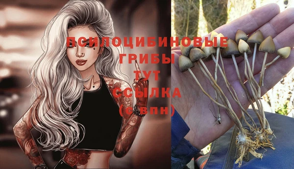 прущие крисы Вязьма